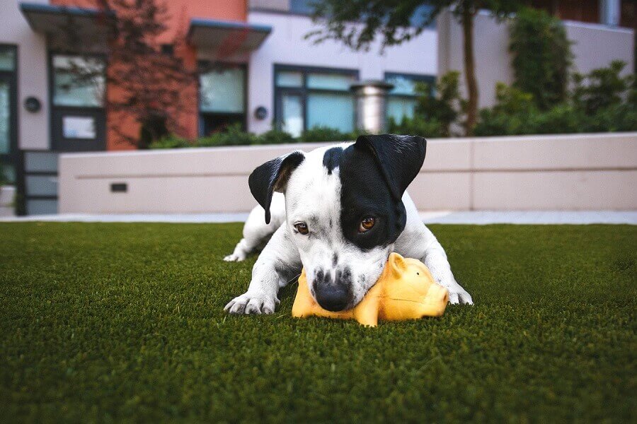 Playful dog biting on its chew toy