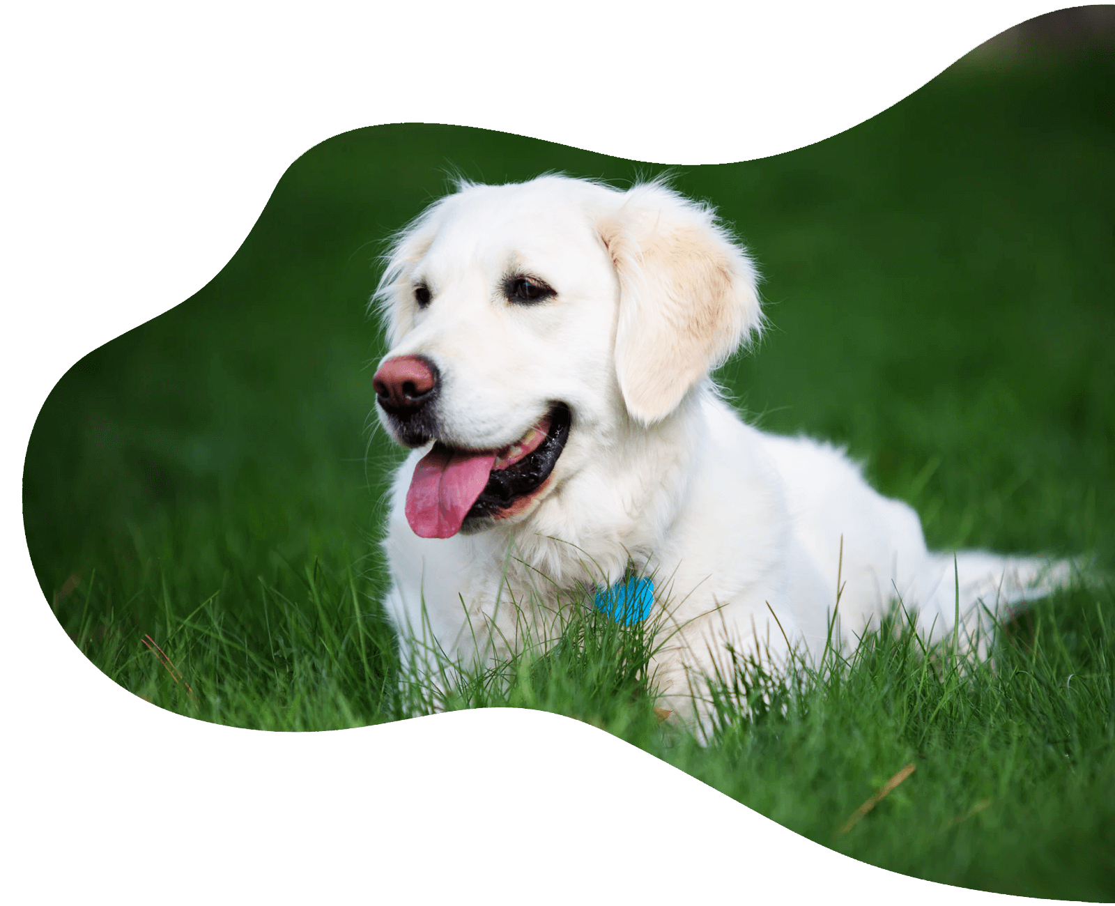 Labrador sitting in grass  