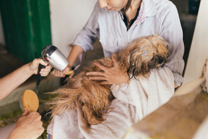 Small furry dog being bathed and dried