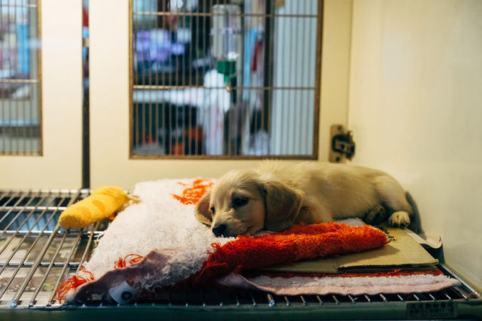 Dog recovering at Vet's office